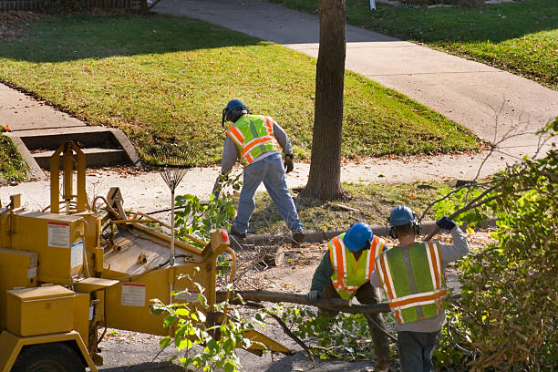 Best Emergency Tree Removal  in Rio Grande City, TX